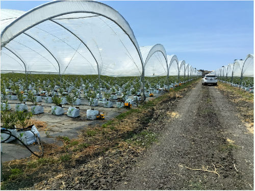 Latest company news about Blueberry Farm Project