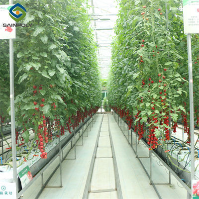 Good price Gutter Growing System Commercial Tomato Greenhouse With Steel Structure online