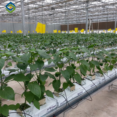 Good price Turnkey Project Multi Span Commercial Hydroponic Greenhouse Waterproofing online