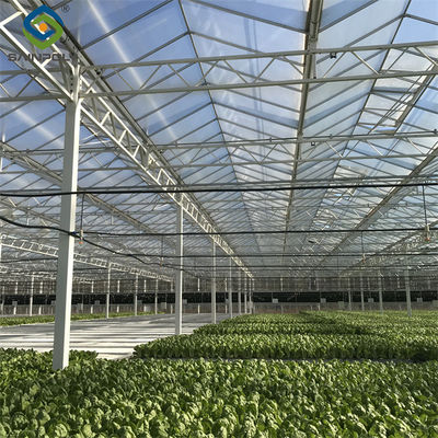 Good price Galvanized Frame Multi Span Greenhouse With Hydroponic Growing Systems online