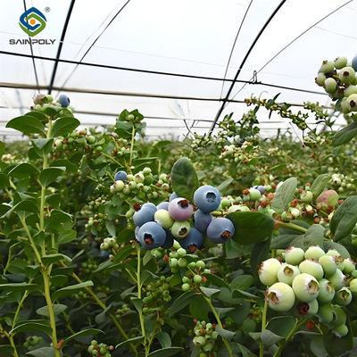Good price Multi Span  Blueberry Planting Fruit Growing Greenhouse With Irrigation System online