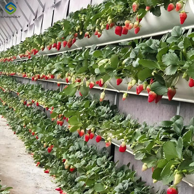 Good price Venlo Type Strong Frame Hdyroponic Strawberry Greenhouse High Yield online