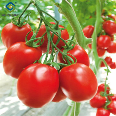 Good price Anti Corrosion Agricultural Greenhouses For Vegetable Production Tomato Greenhouse online