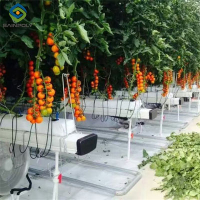 Good price Vegetable Growing Multispan Tomato Greenhouse Custom Large Size online