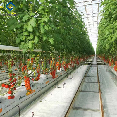 Good price Steel Frame Garden Tomato Greenhouse Hydroponic Container System Dutch Bucket online
