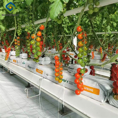 Good price Tomato Plant Greenhouse Film Greenhouse With Hydroponic Culture Soilless Cultivation online