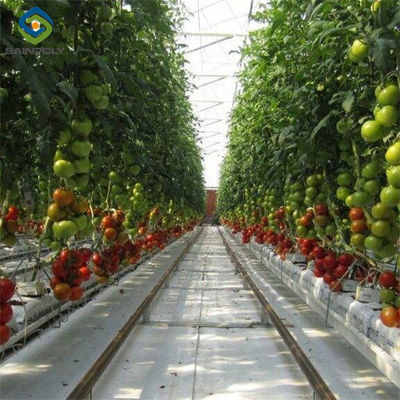 Good price Customized Agriculture Green House Tomatoes Greenhouse With High Yield online