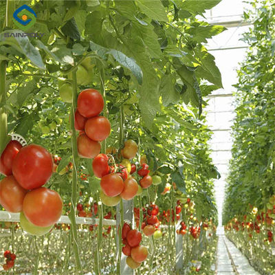 Good price Commercial Tomato Growing Greenhouse Customized Size Rust Resistant online