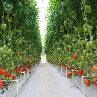 Good price Sainpoly Tomato Greenhouse Agricultural Greenhouses For Vegetable Production online