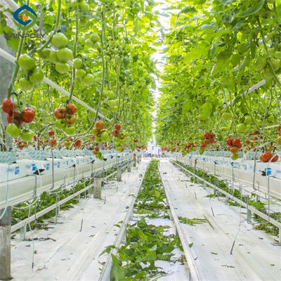 Good price Waterproof Indoor Tomato Greenhouse Business For Sale  With Hydroponic System Assembly Required Greenhouse online