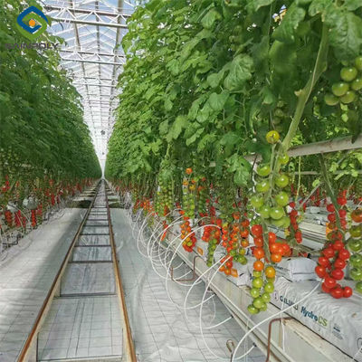 Good price Agriculture Cherry Tomato Greenhouse Vegetables Greenhouse Anti Corrosion online