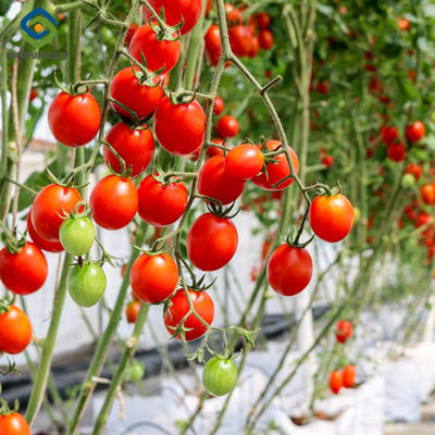Good price Agriculture Multispan Greenhouse For Tomatoes Turnkey Project Customizable Size online