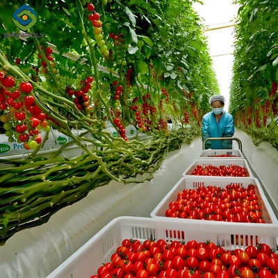 Good price Multispan Glass Polycarbonate Film Greenhouse For Tomato Plants online
