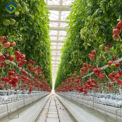 Good price Customized Commercial Tomato Greenhouse Multi Span Greenhouse Plants Growing online