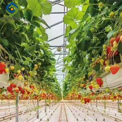 Good price Efficient Strawberry Plant Greenhouse Easy To Install High Performance online