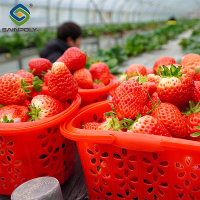 Good price Commercial Automated Strawberry Greenhouse Multi Span Film Greenhouse online
