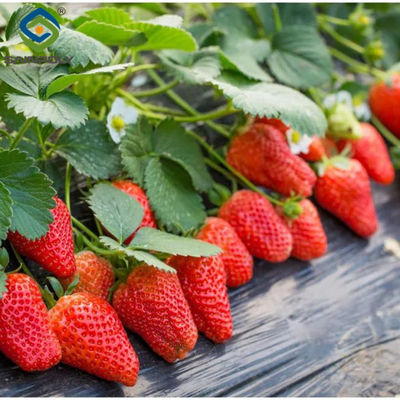 Good price Ultraviolet Proof Double Film Strawberry Green House Large Size online