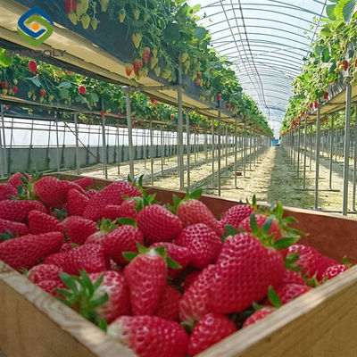 Good price OEM Steel Frame Fruit And Vegetable Greenhouse For Strawberries online