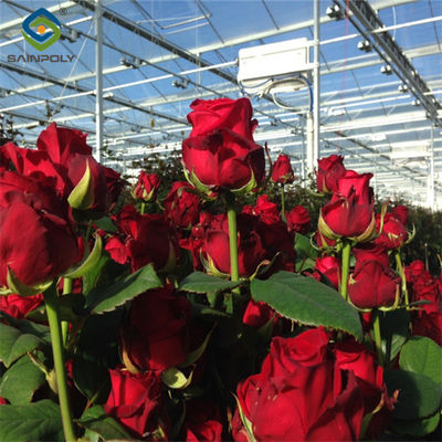 Good price Transparent Large Commercial Greenhouse Agricultural Green House For Flowers online