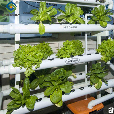 Good price High Yield Agricultural Lettuce Greenhouse With Intelligent Control System online