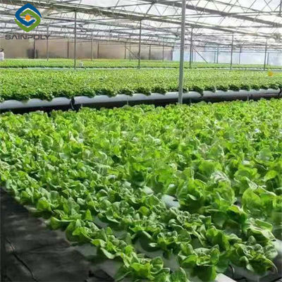 Good price Vertical Lettuce Greenhouse PC Sheet Greenhouse With Hydroponic System online
