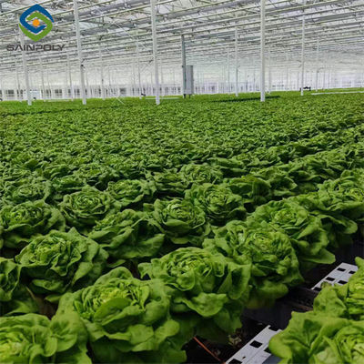 Good price Easy Growing Hydroponics Greenhouse Lettuce Vegetable Greenhouse online