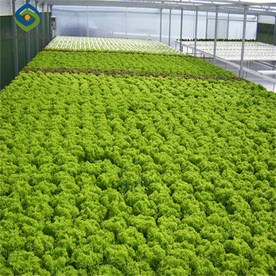 Good price Multispan Lettuce Work Greenhouse With NFT Hydroponic Growing Systems online
