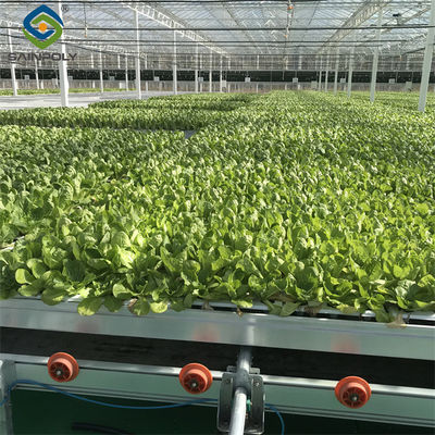 Good price Commercial Lettuce Farm NFT Greenhouse With Galvanized Frame 1.6-1.8m Height online