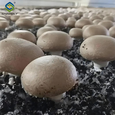 Good price Single Layer Plastic Blackout Greenhouse Mushroom Farming Greenhouse Good Ventilation online