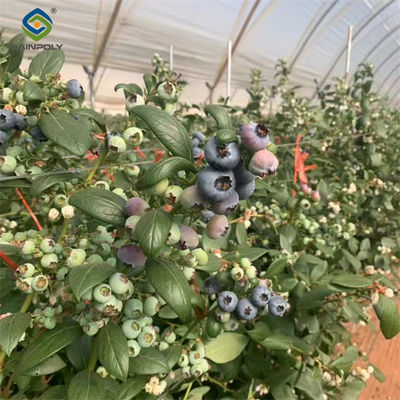Good price Concrete Base Custom Blueberries Greenhouse With Irrigation Fertilizer System online
