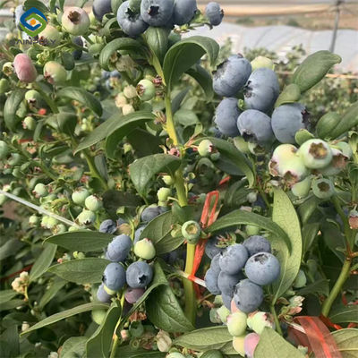 Good price Single Span Greenhouse Metal Frame Greenhouse For Blueberry Production online