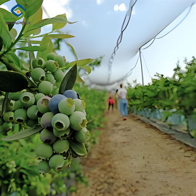Good price Personalized Blueberries Greenhouse With Plastic Covering Rainproof online