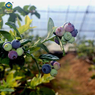 Good price 4 Seasons Agricutural Type Blueberry Greenhouse For Planting Single Layer online
