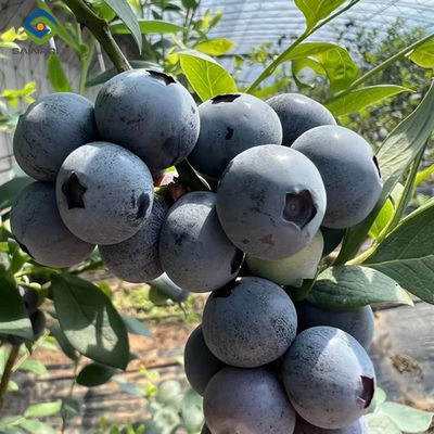 Good price Customized Color Plastic Cover Greenhouse For Blueberries Growth online