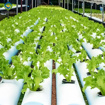 Good price Double Film Indoor Outdoor Hydroponic Greenhouse Tomato Production online
