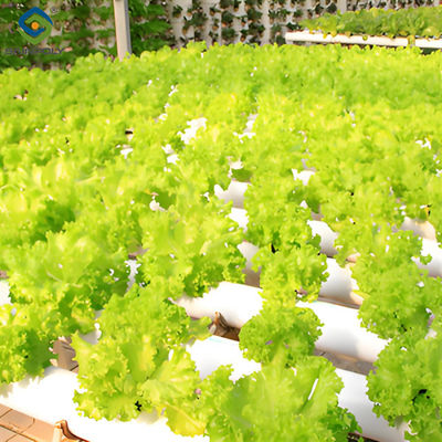 Good price OEM Agricultural Hydroponic Green House With Top And Side Window Ventilation online