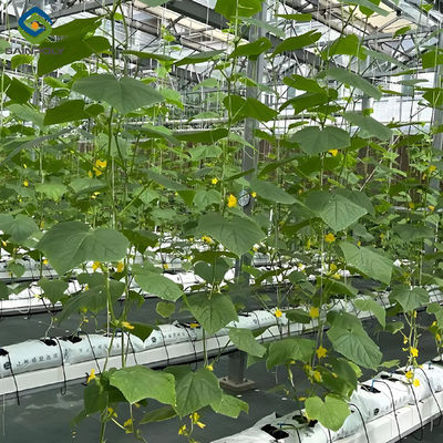 Good price Steel Frame Smart Hydroponic Greenhouse For Tomato Strawberry Planting online