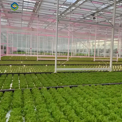 Good price Large Size Commercial Lettuce Greenhouse With Hydroponic Growing Systems online
