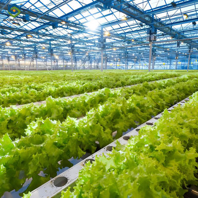 Good price Lettuce Planting Hydroponic Farming Greenhouse Food Grade PVC NFT System online