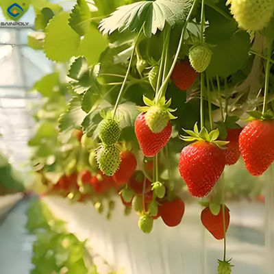 Good price Low Energy Consumption Strawberry Plant Greenhouse Customized 1.1m Height online