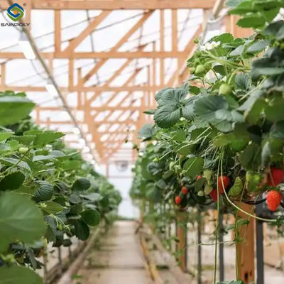 Good price Galvanized Steel Hydroponics Strawberry Greenhouse Large Size online