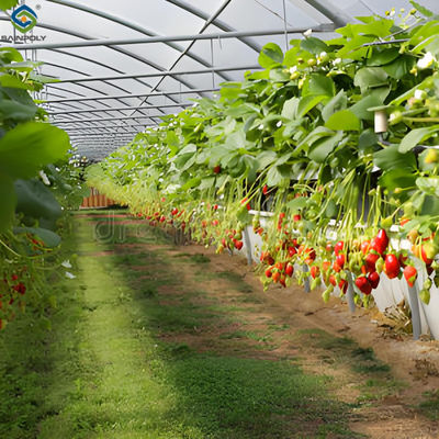 Good price SAINPOLY Hydroponic Strawberry Greenhouse With Planting Systems Easily Assembled online