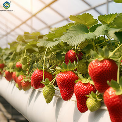 Good price Multi Span Large Tunnel Greenhouse Strawberry Growing Automatic Greenhouse online