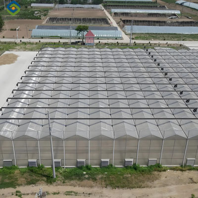 Good price Automated Ventilation Venlo Type Greenhouse Polycarbonate Green House Energy Efficient online